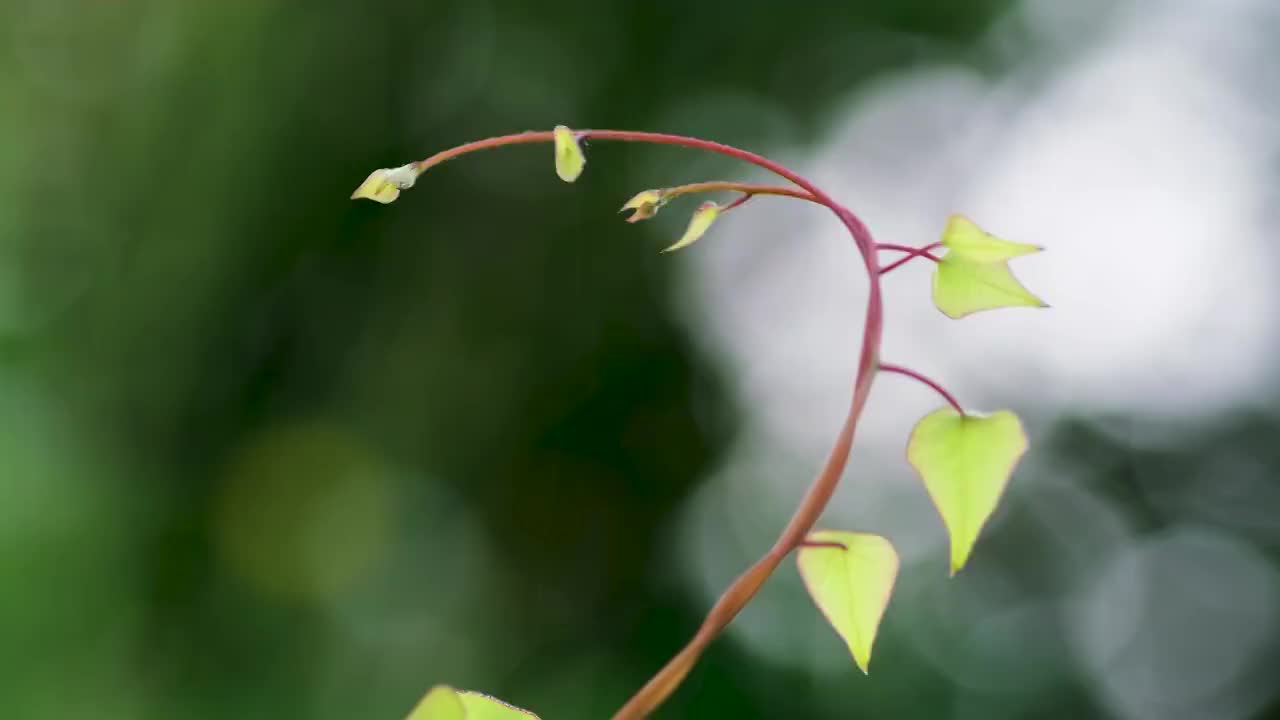 叶子视频素材