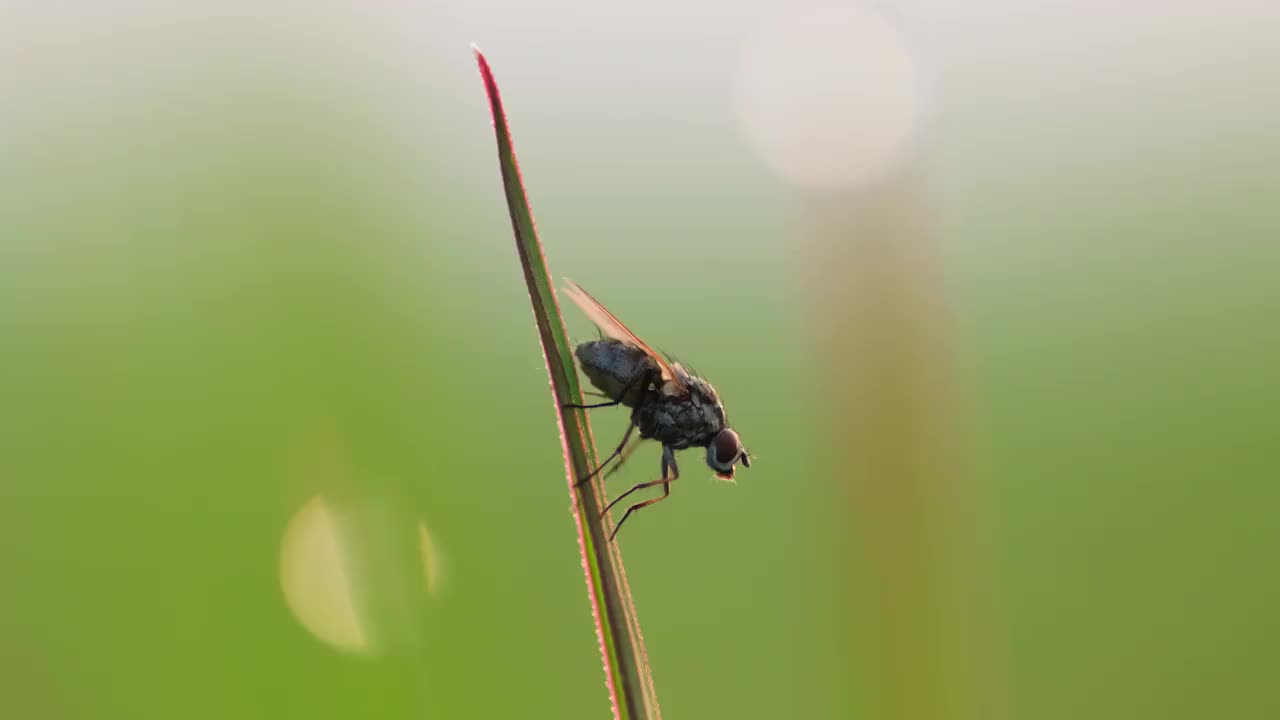 苍蝇视频素材