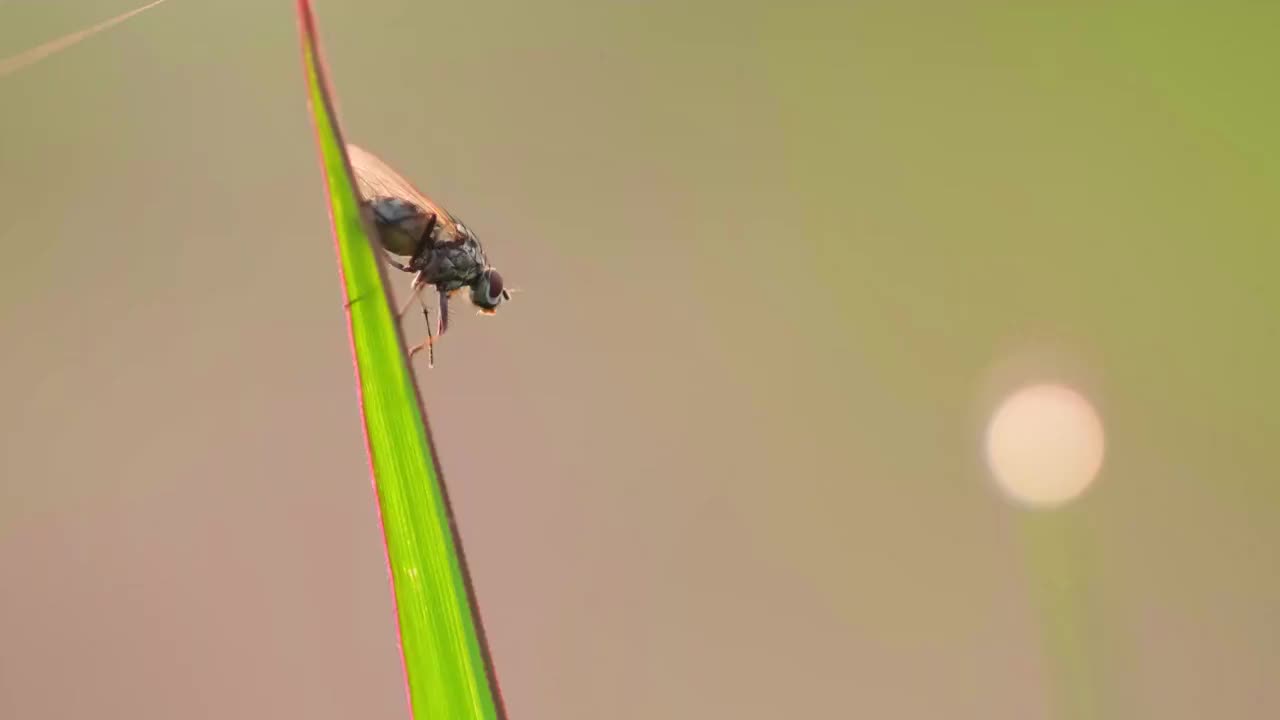 苍蝇视频素材