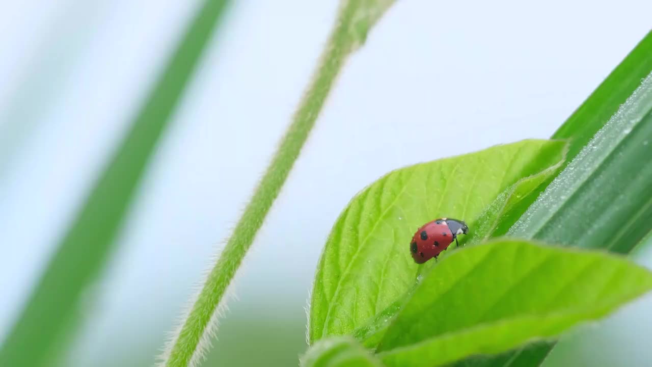 瓢虫视频素材