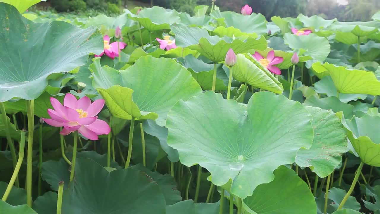 荷花视频素材