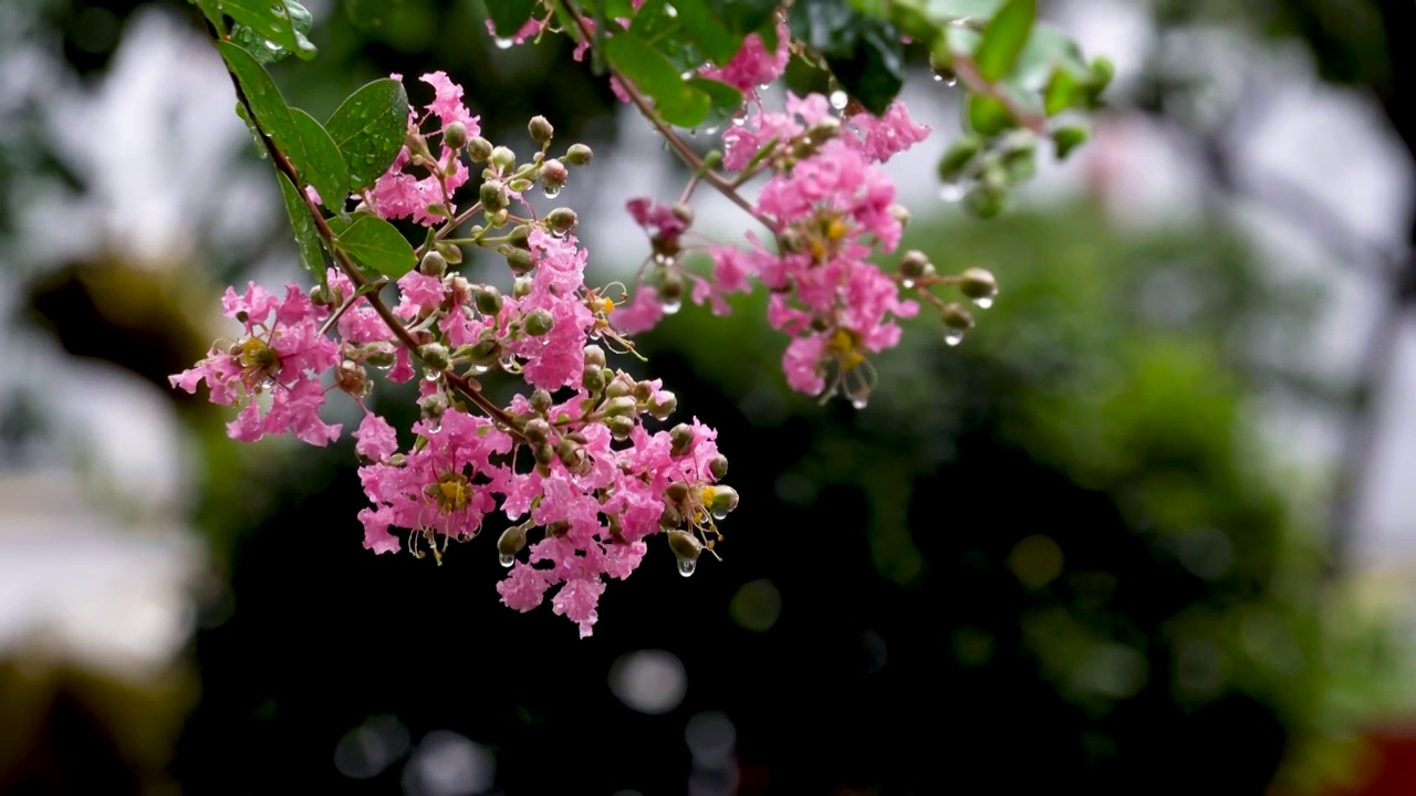 雨中绽放的紫薇花视频素材