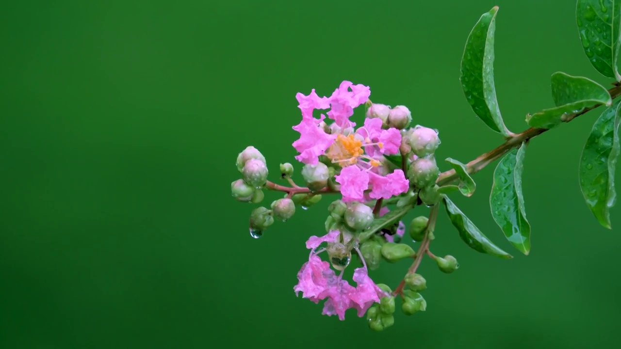 雨中绽放的紫薇花视频素材