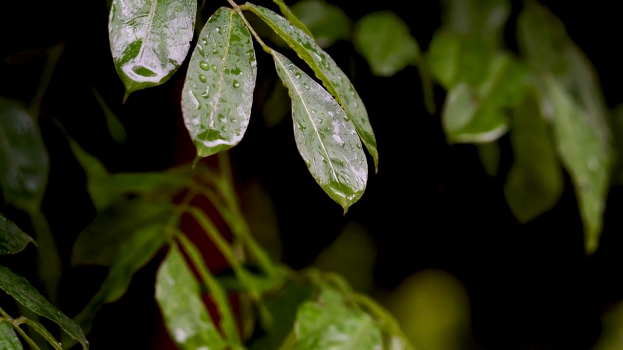 雨中枝叶上的雨滴水珠视频素材