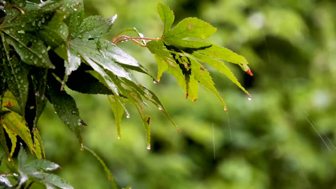 雨中枝叶上的雨滴水珠视频素材