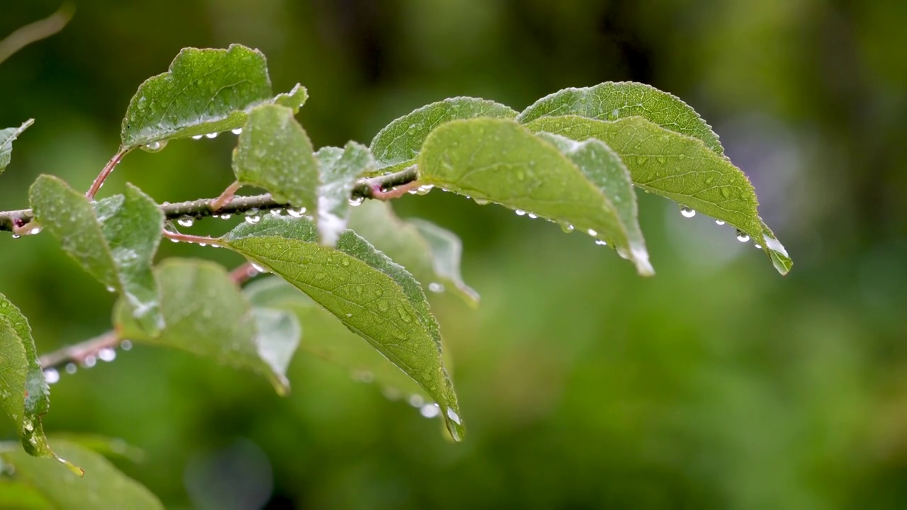 雨中枝叶上的雨滴水珠视频素材