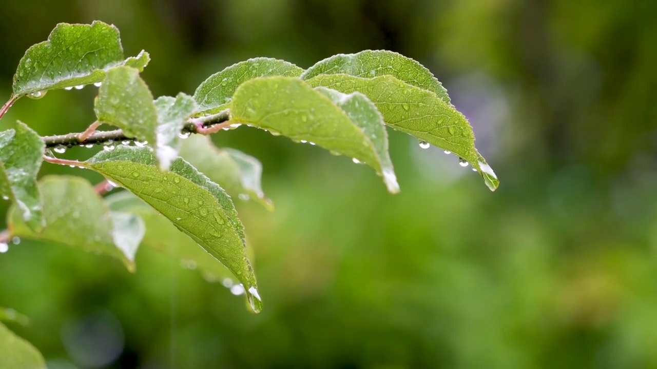 雨中枝叶上的雨滴水珠视频素材