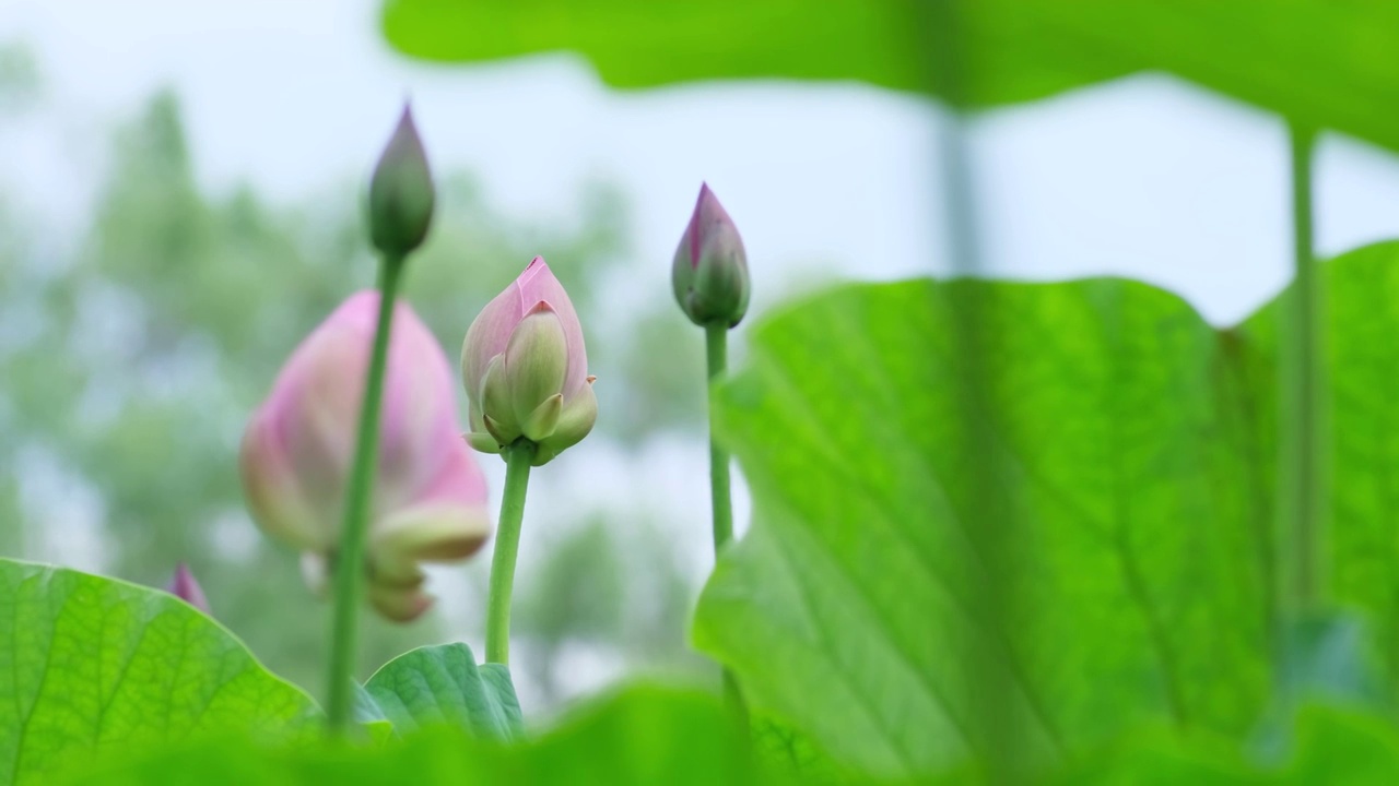 荷花视频素材