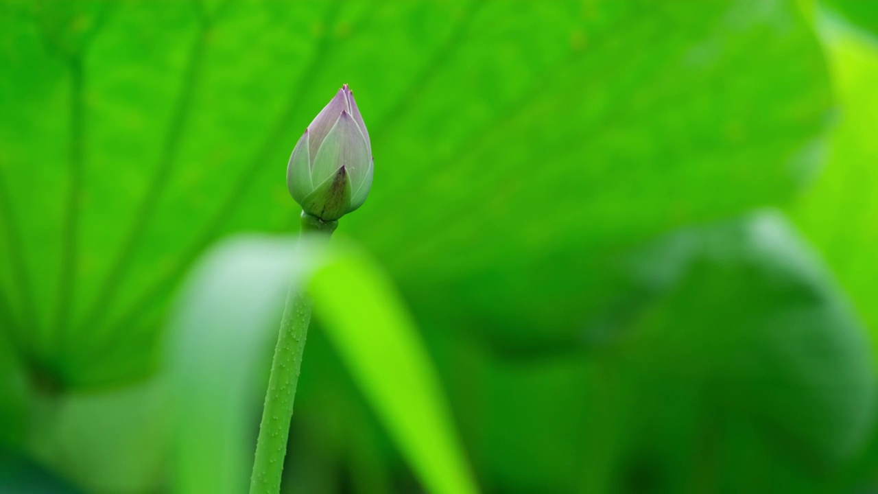 荷花视频素材