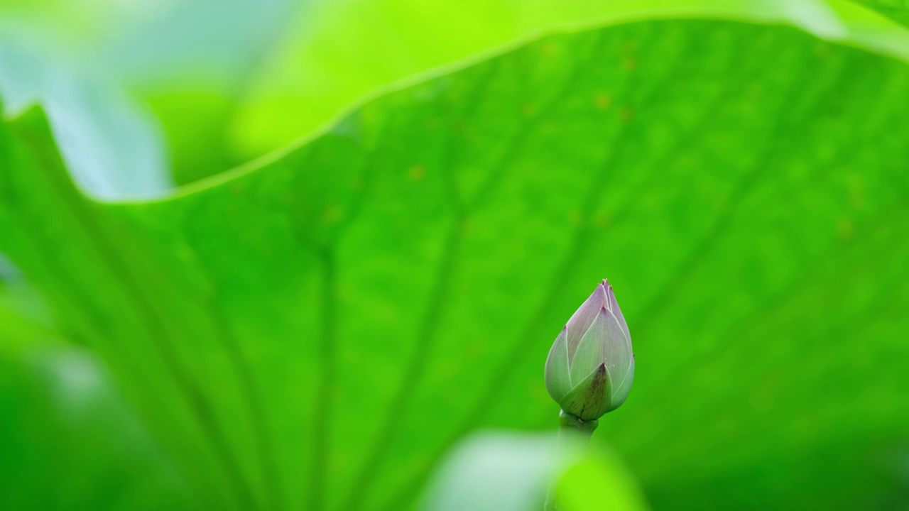 荷花视频素材