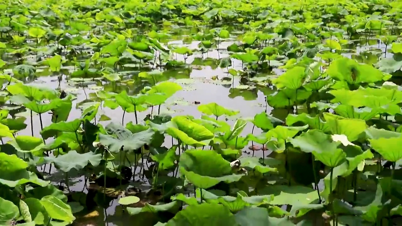 西湖荷花池视频素材