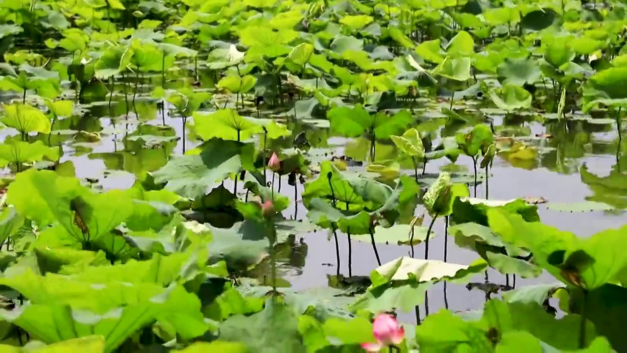 西湖荷花池视频素材