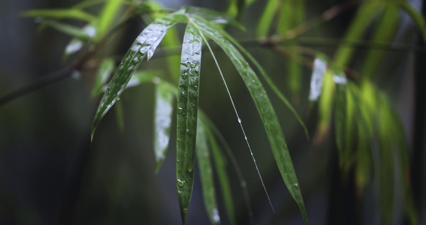 雨中的竹叶视频素材