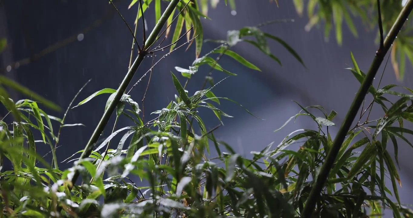 雨中的竹子视频素材