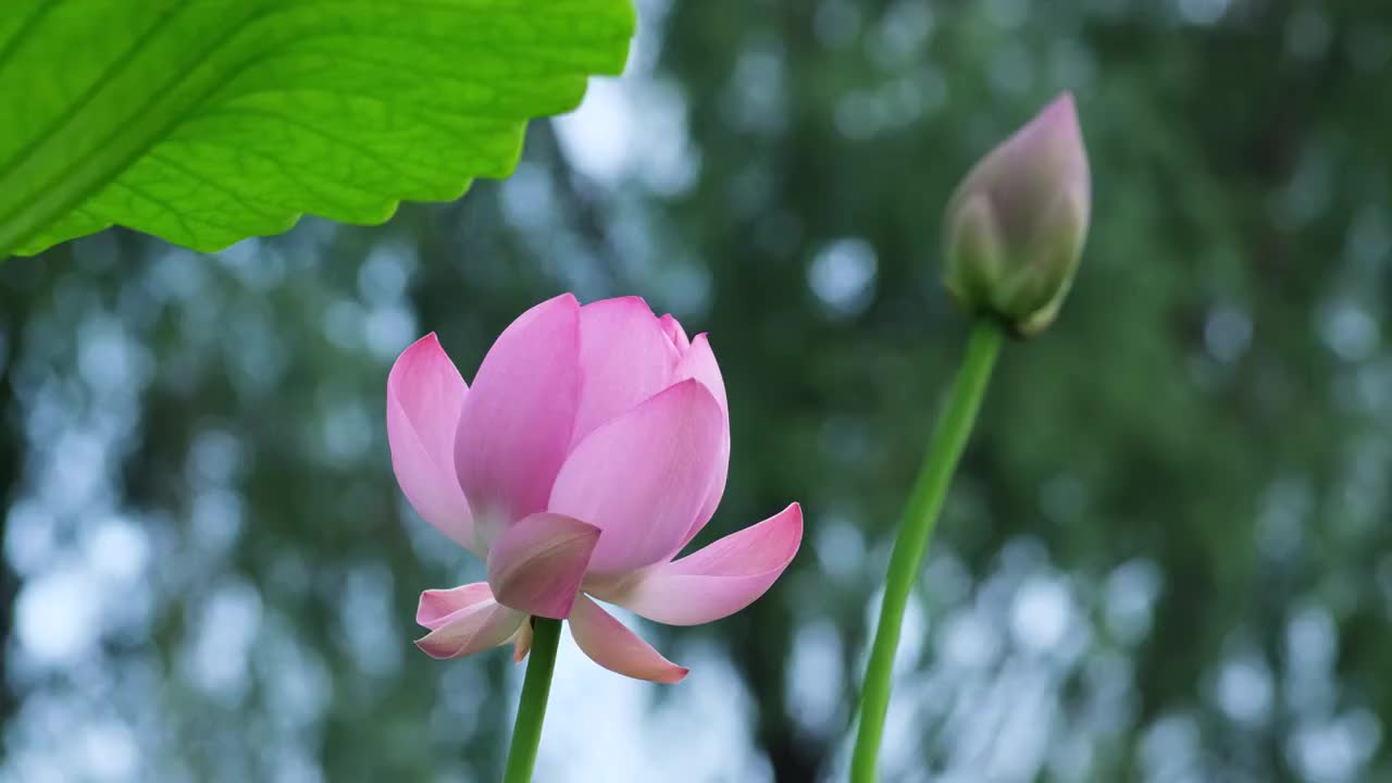 荷花视频素材