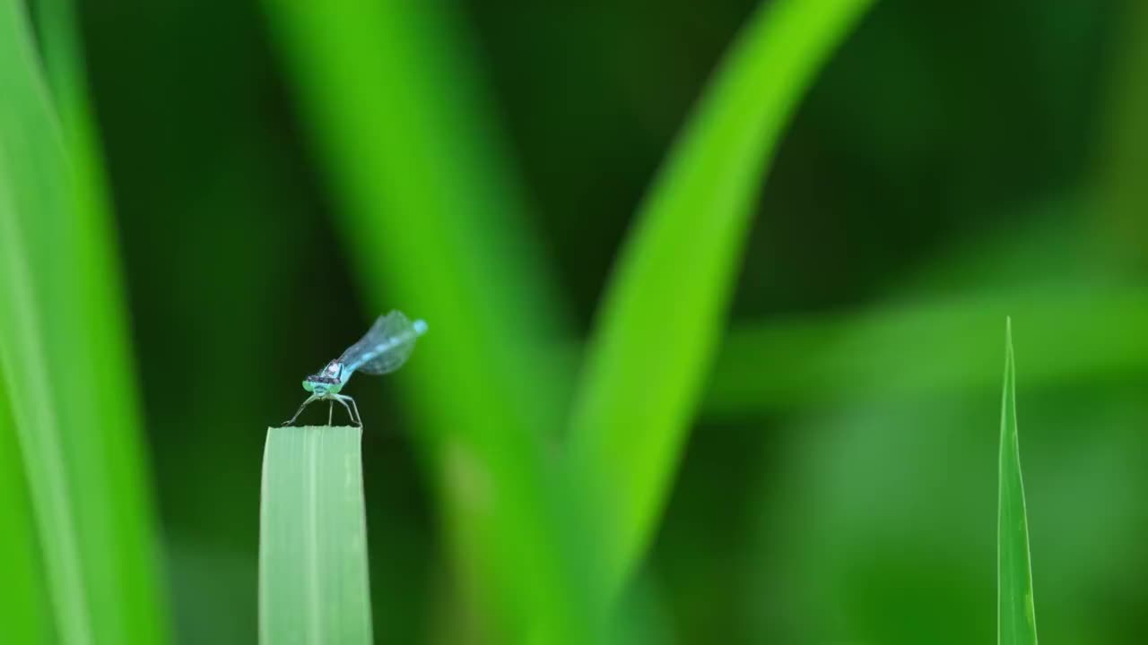 豆娘视频素材