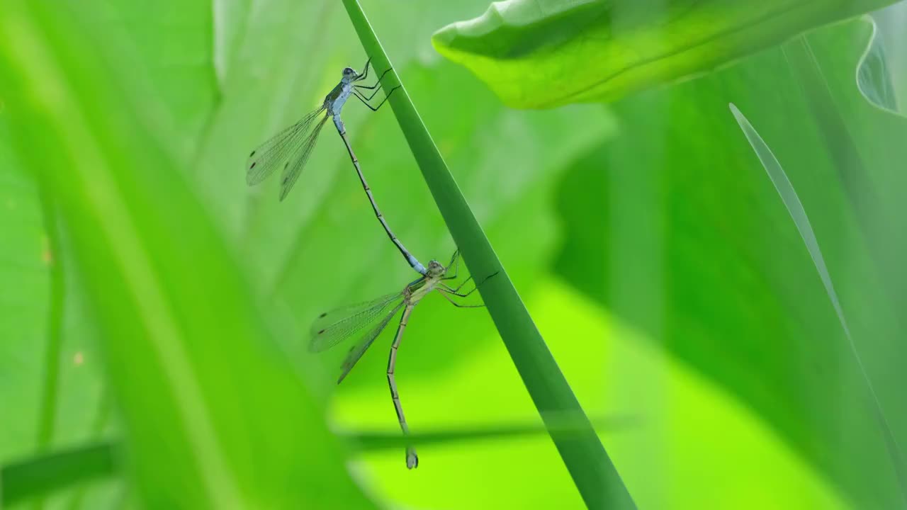 豆娘视频素材