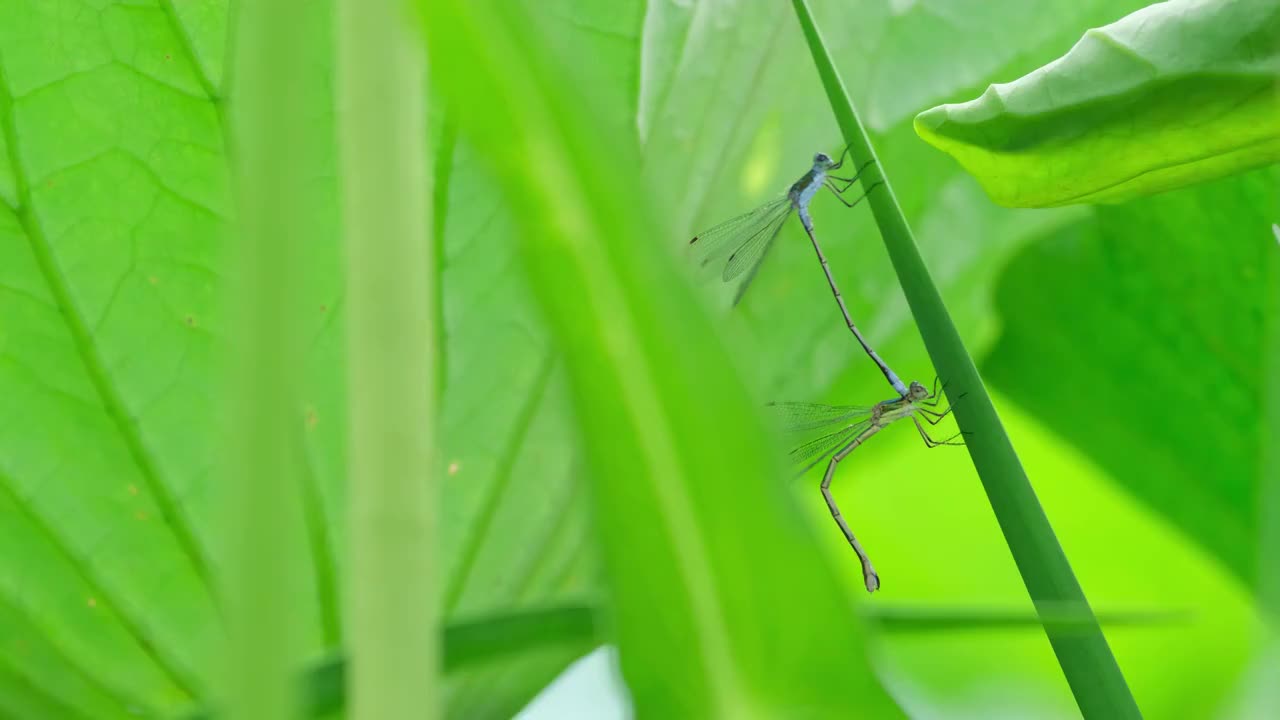 豆娘视频素材