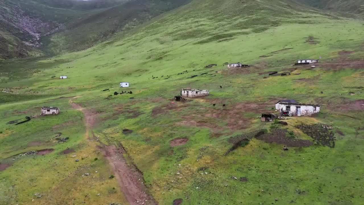 西藏的草地视频素材