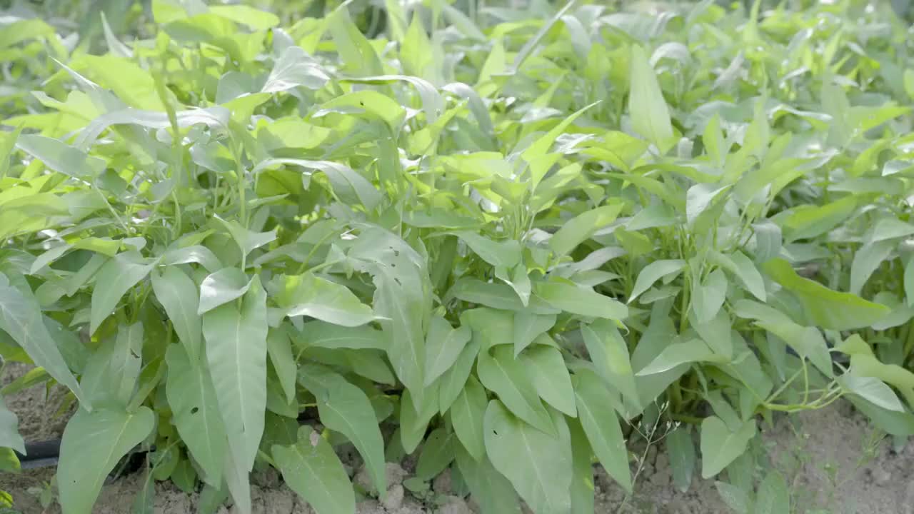 空心菜 菜 蔬菜 瓜果 有机蔬菜 种植 菜园子 藤藤菜视频素材