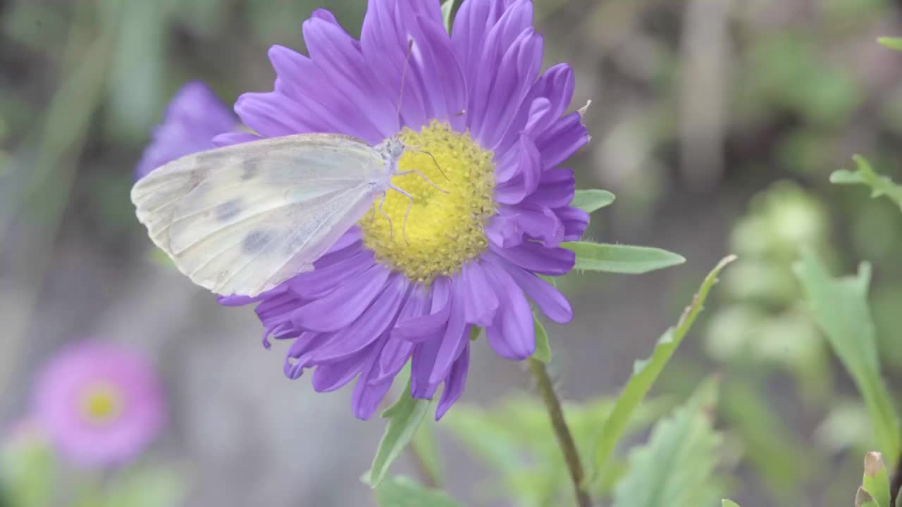 蝴蝶花间飞舞 蝴蝶采花 菊花 邹菊 蝴蝶 飞舞 蝴蝶飞舞视频素材