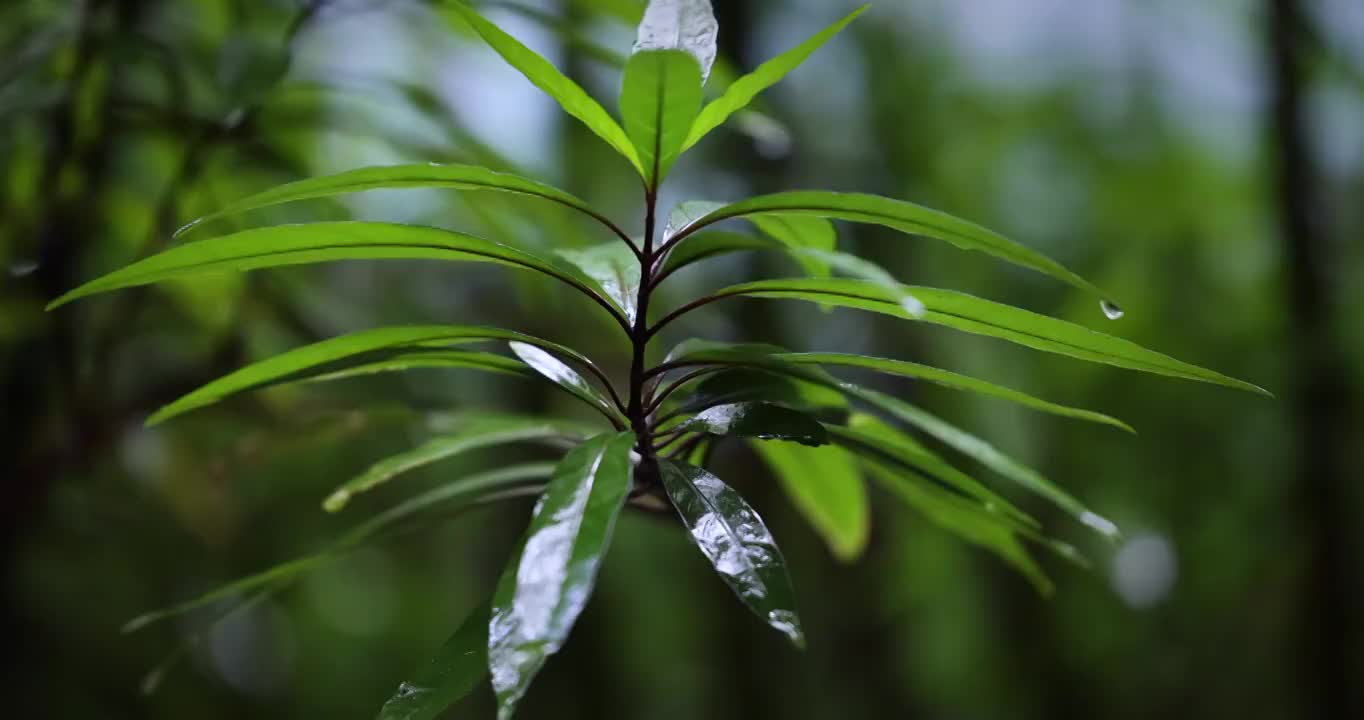 雨中的绿植视频素材