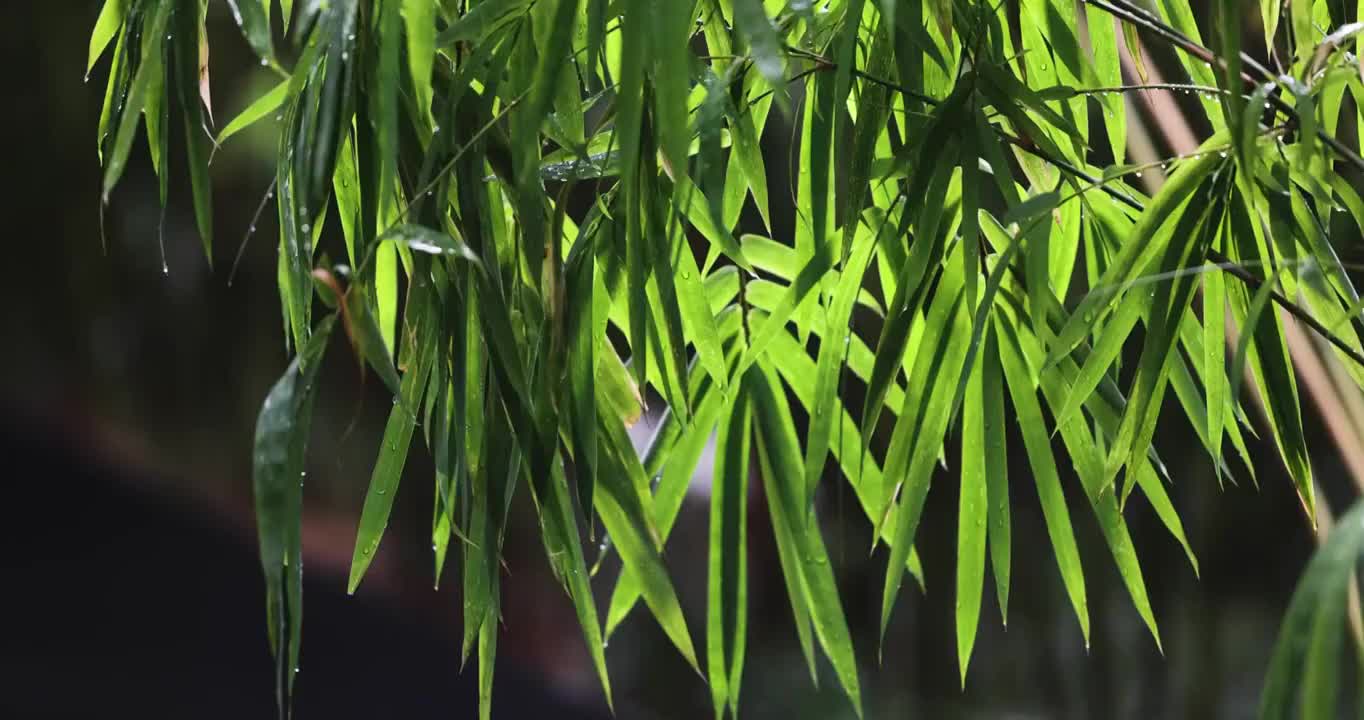 雨中的竹子视频素材