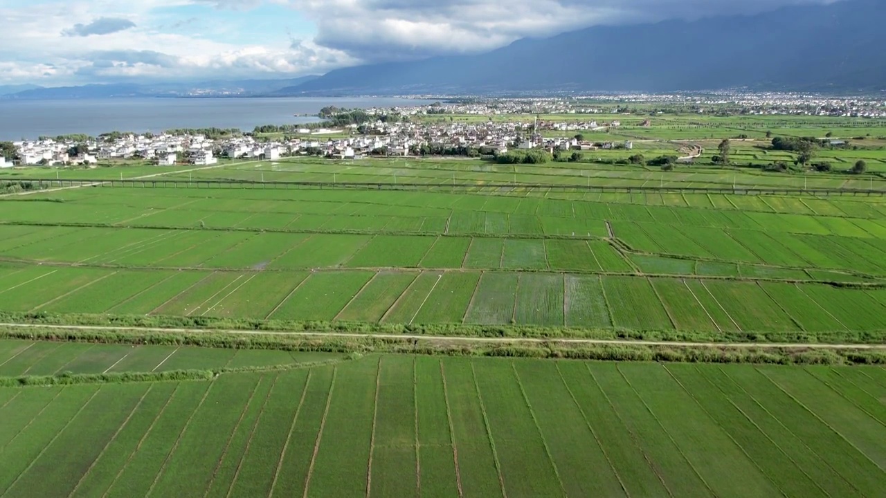 云南大理航拍水稻田地视频素材