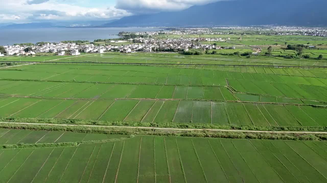 云南大理航拍水稻田地视频素材