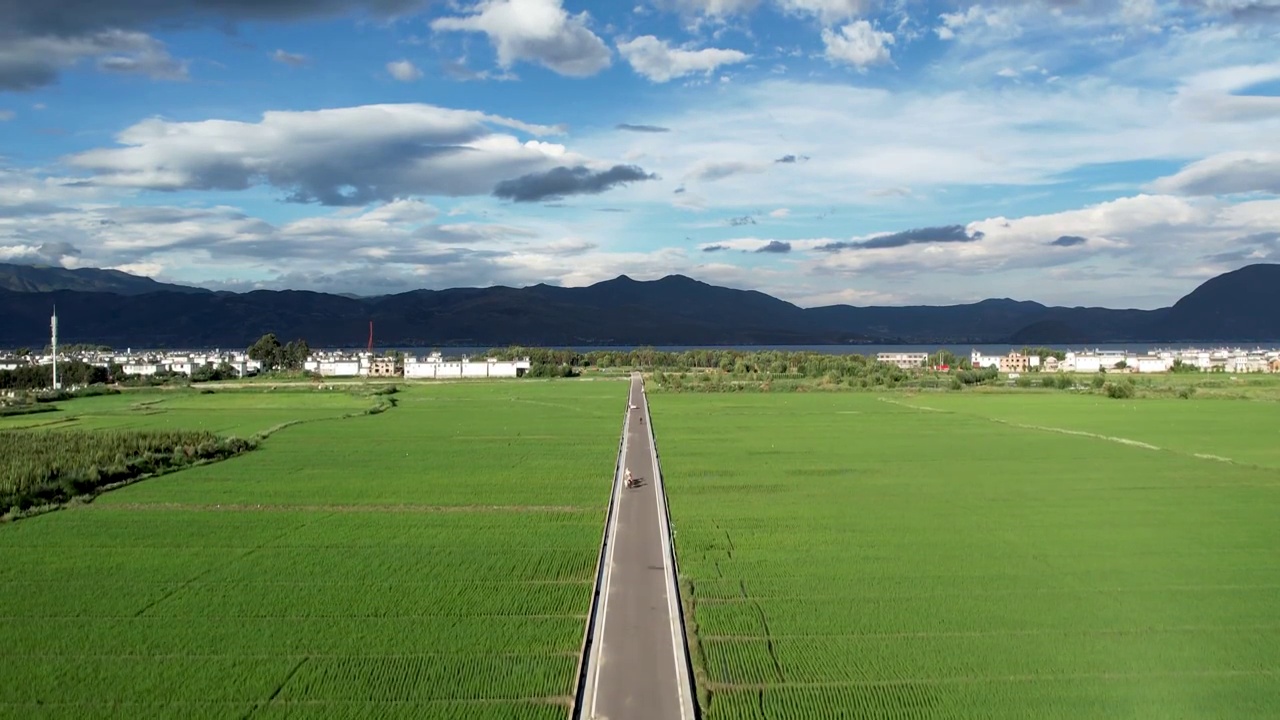 云南大理航拍水稻田地视频素材