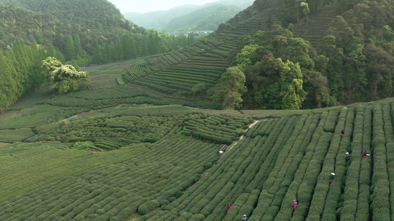 航拍杭州茶园风光视频素材