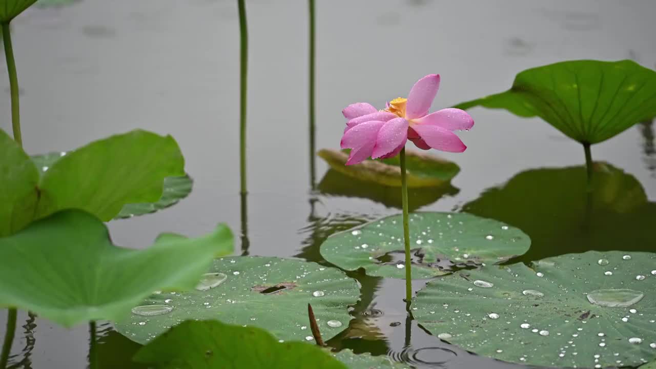 北京紫竹院公园夏季荷花节，荷花盛开，惊现并蒂莲视频素材