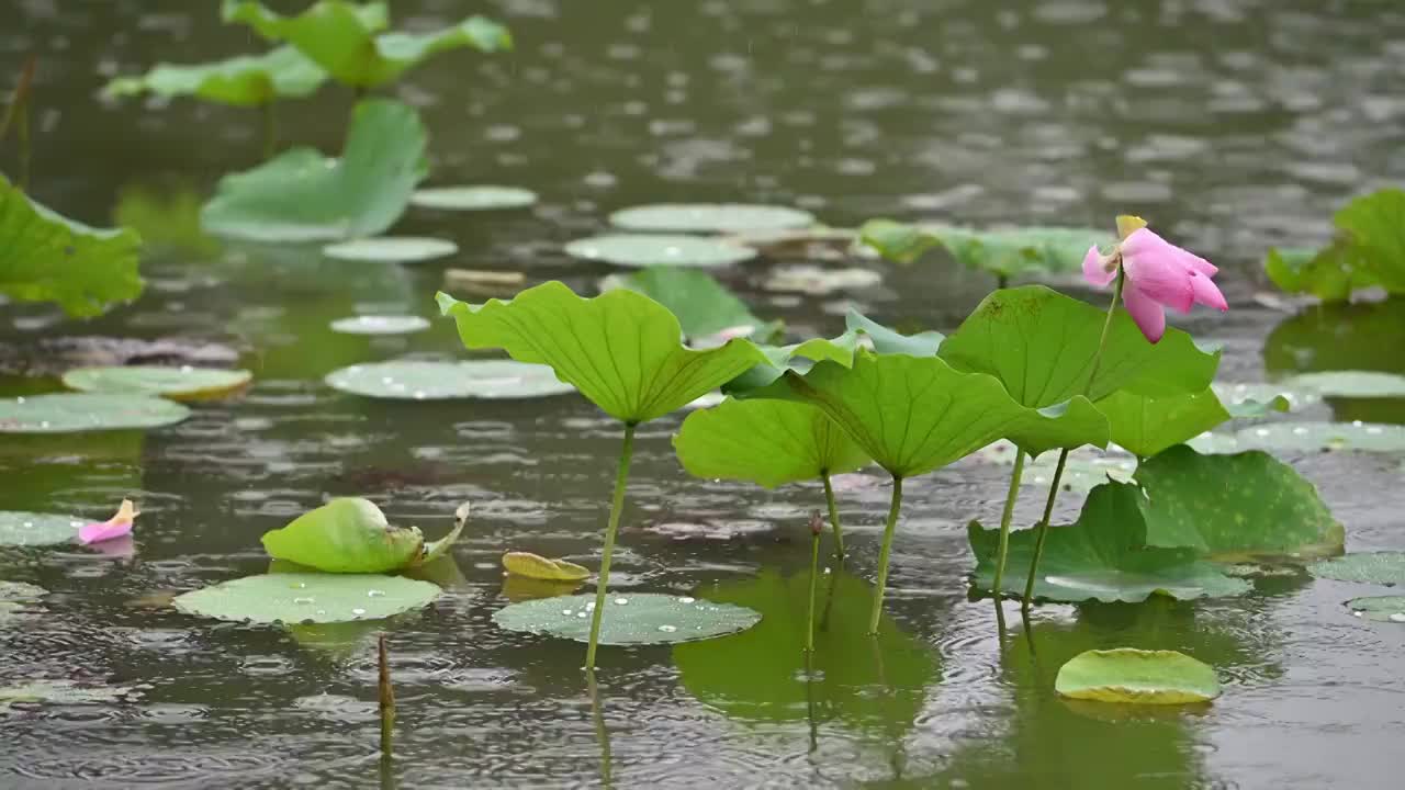 北京紫竹院公园夏季荷花节，荷花盛开，惊现并蒂莲视频素材