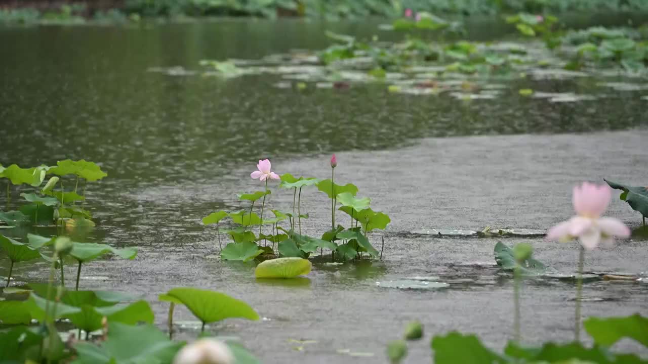 北京紫竹院公园夏季荷花节，荷花盛开，惊现并蒂莲视频素材