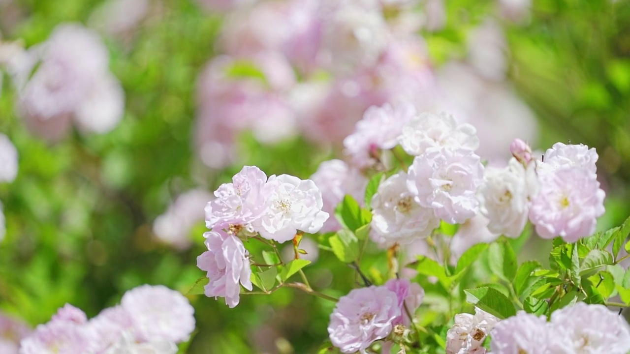 川西春天玫瑰花视频素材