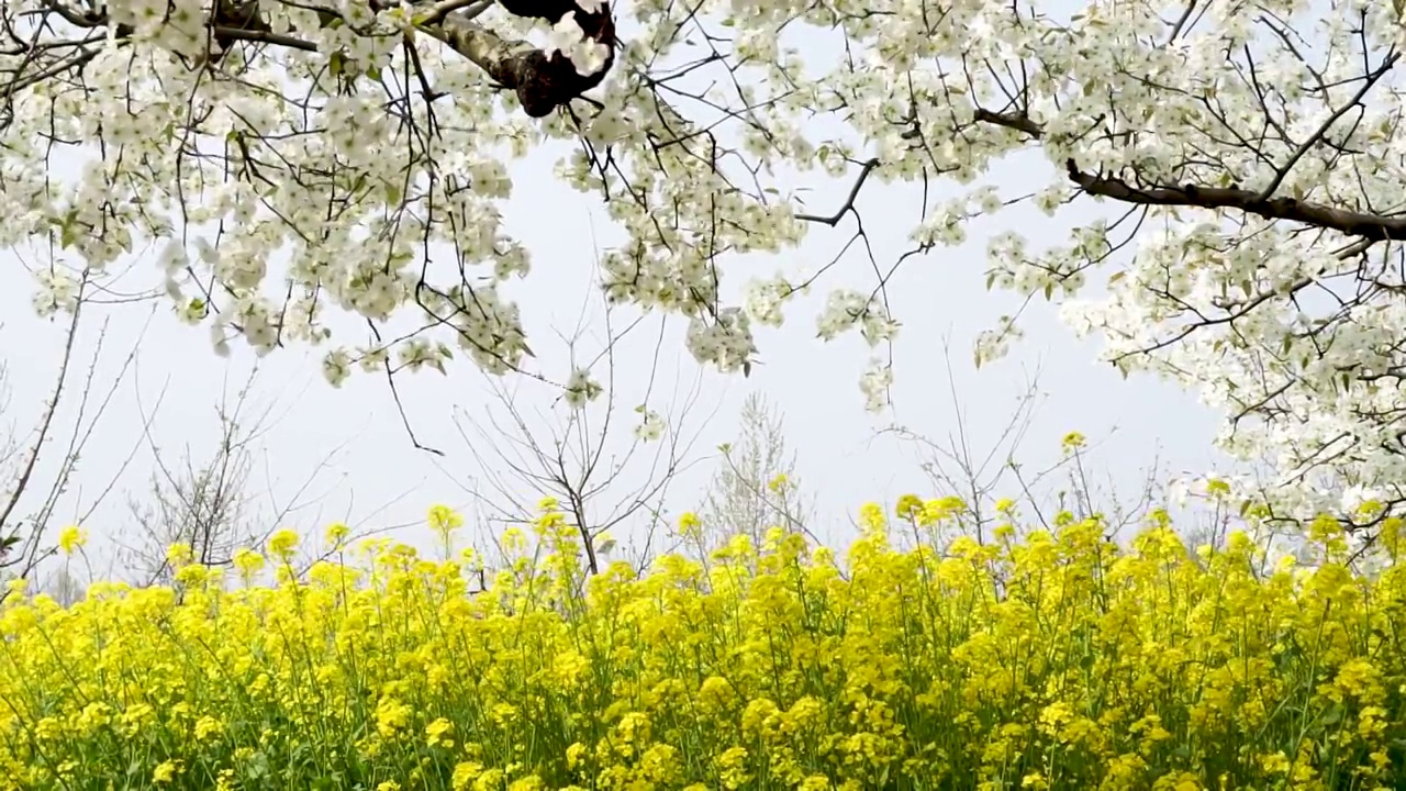 梨园里盛开的梨花和油菜花视频素材