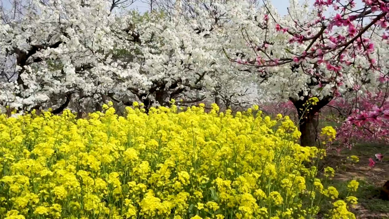 梨园里盛开的梨花和油菜花视频素材