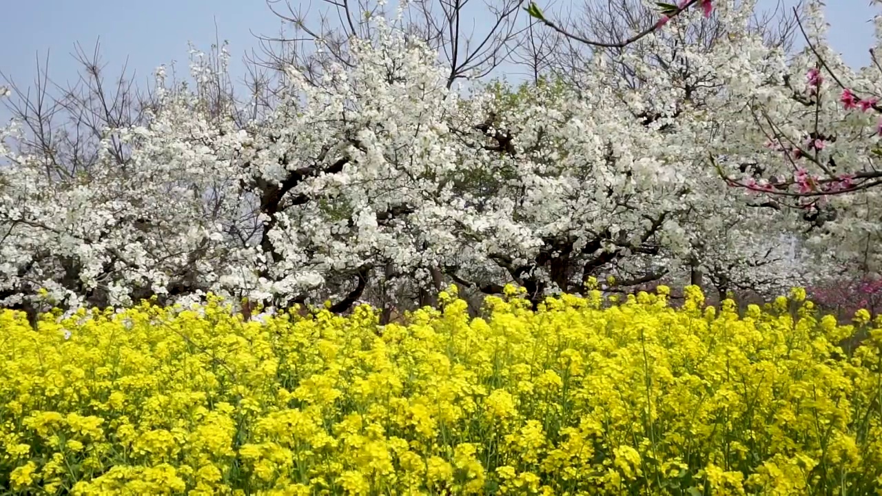 梨园里盛开的梨花和油菜花视频素材