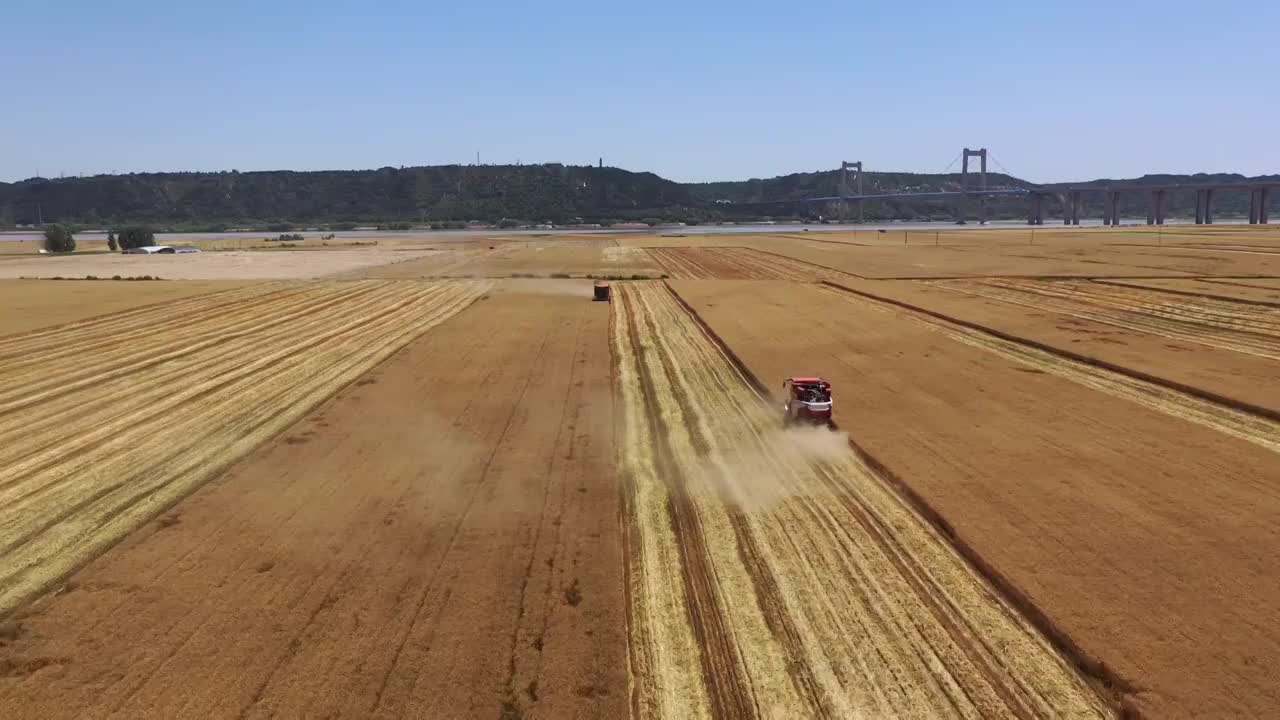 夏季河南黄河边麦田成熟联合收割机收获场景与桃花峪黄河大桥航拍视频素材