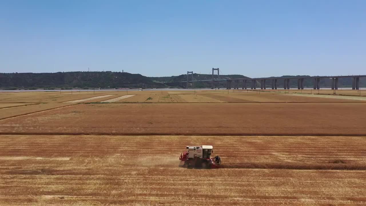 夏季河南黄河边麦田成熟联合收割机收获场景与桃花峪黄河大桥航拍视频素材