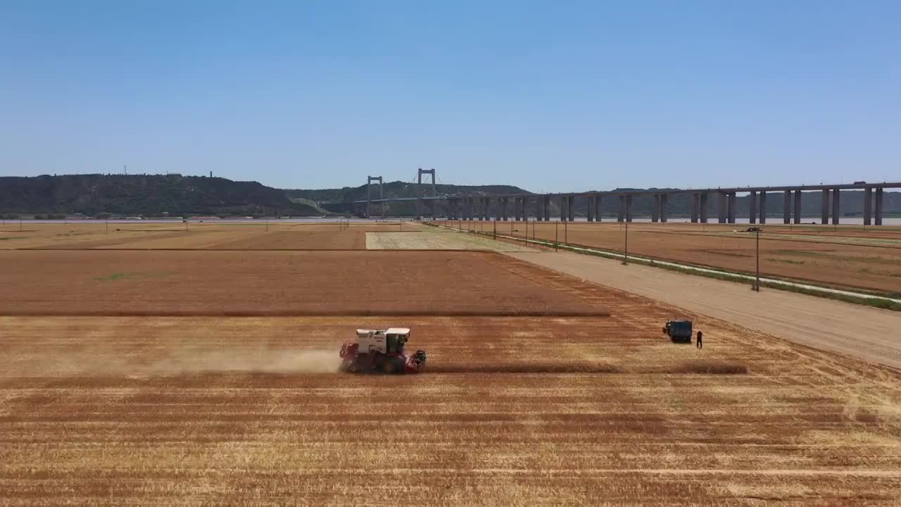 夏季河南黄河边麦田成熟联合收割机收获场景与桃花峪黄河大桥航拍视频素材