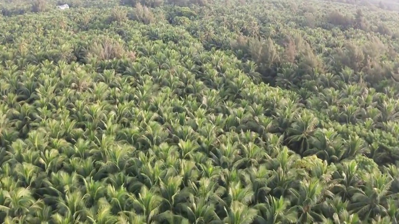 4K30P海南文昌东郊椰林海滩风光航拍视频素材