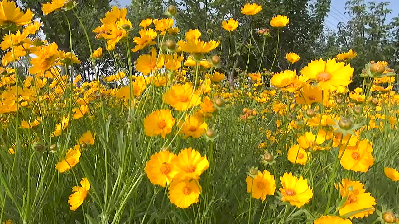 春天公园盛开的金鸡菊视频素材