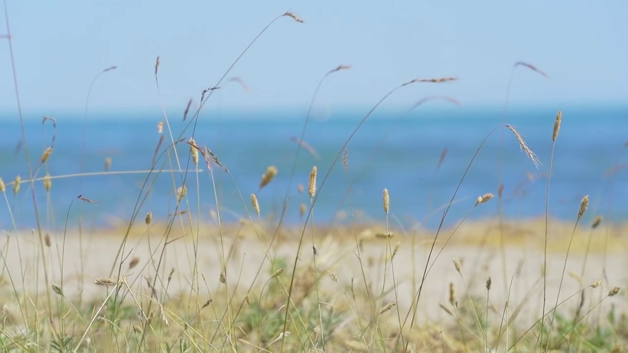 青海湖畔风光视频素材