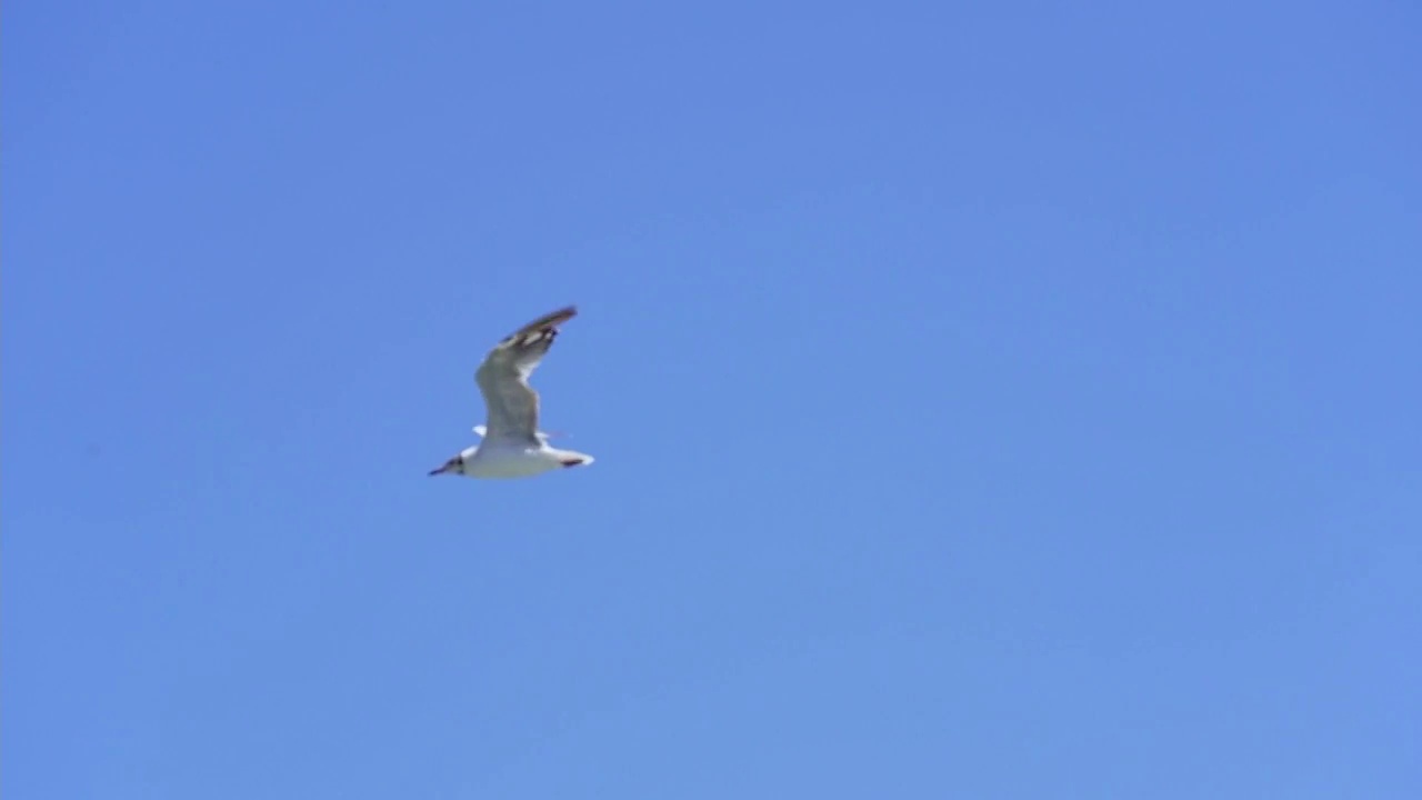 青海湖畔风光视频素材