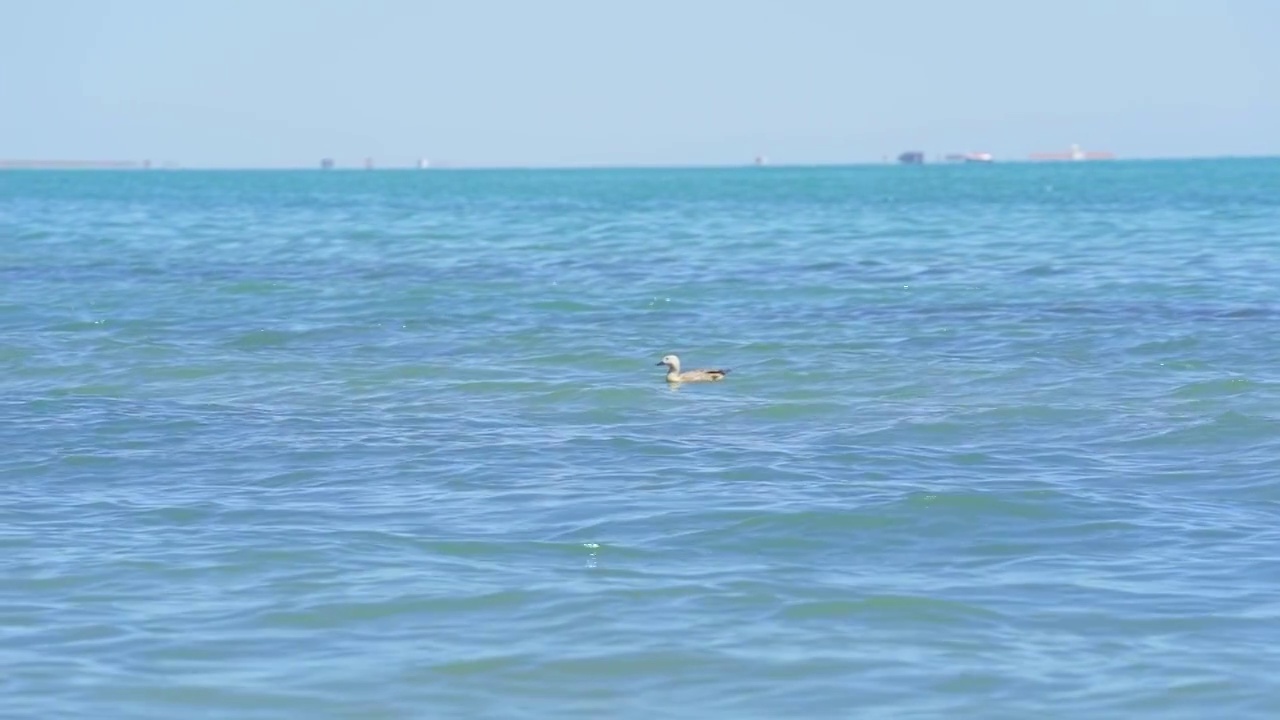 青海湖畔风光视频素材