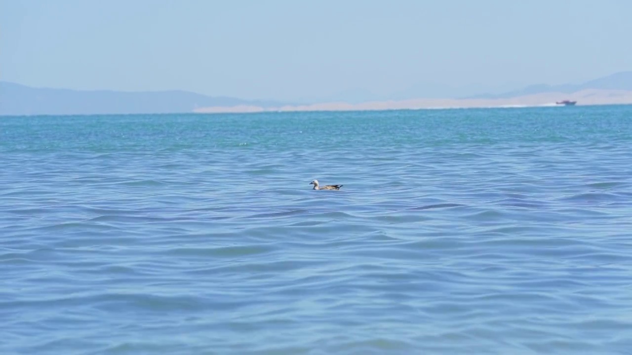 青海湖畔风光视频素材