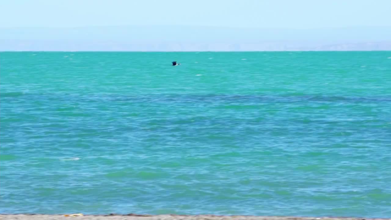 青海湖畔风光视频素材