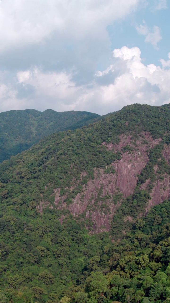 广州石门森林公园石社景区山苍子视频素材