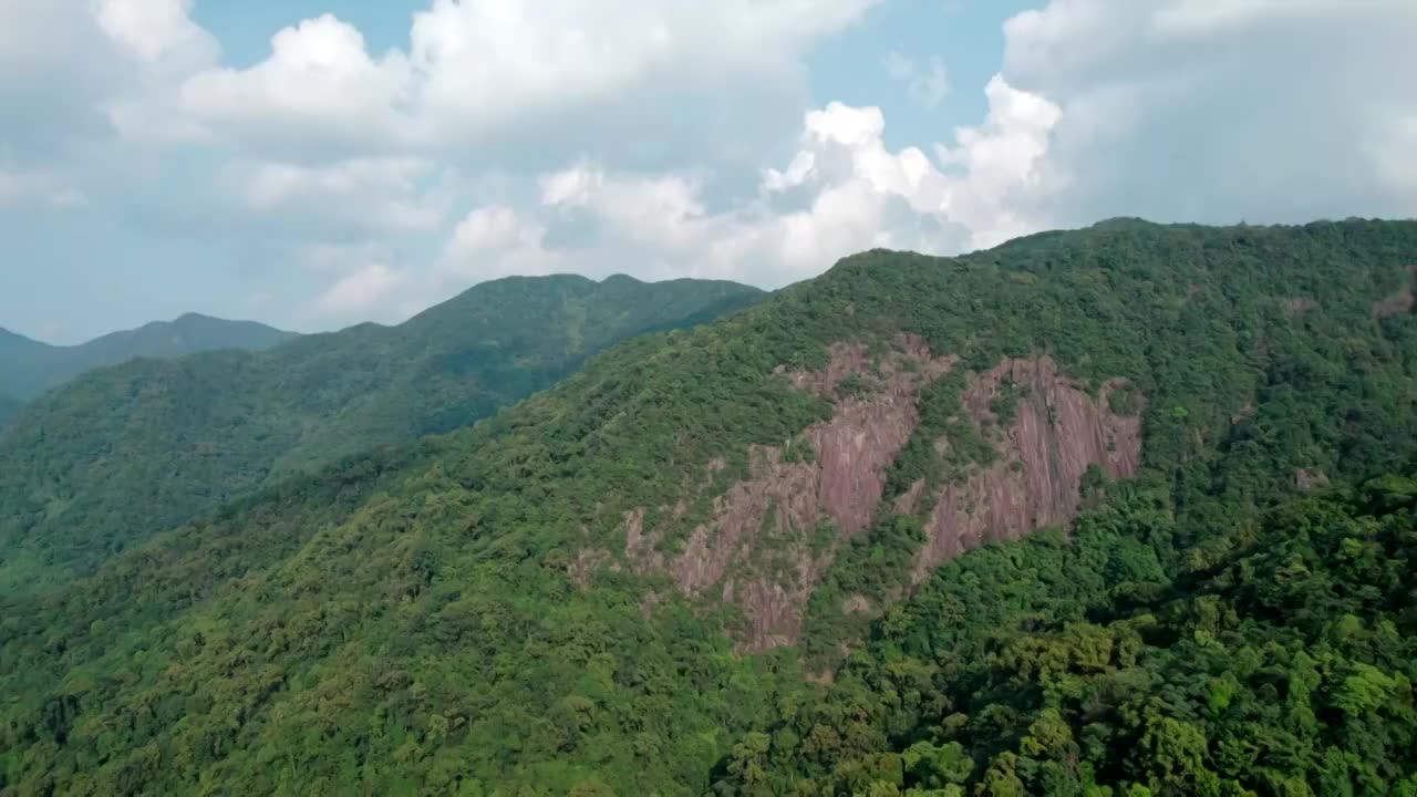 广州石门森林公园石社景区山苍子视频素材